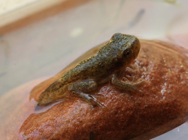 Gray Treefrog